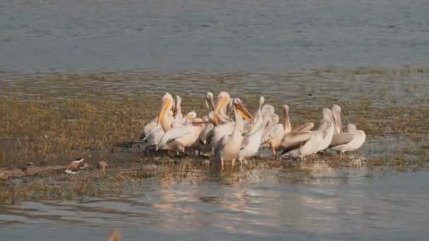 Большие Белые Пеликаны Берегу Озера Человек Фалал Джайпуре Индия 60P — стоковое видео