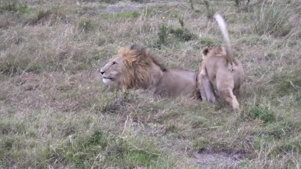 Eine Löwin Tänzelt Einen Männlichen Löwen Herum Die Paarung Masai — Stockvideo