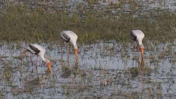 Flock Yellow Billed Storks Feeding Man Sagal Lake Jaipur India — Stock Video