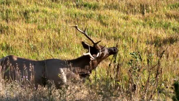Close Alce Touro Alimentando Arbusto Perto Rio Madison Parque Nacional — Vídeo de Stock