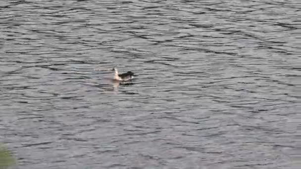 Knob Billed Duck Paddling Man Sagal Lake Jaipur India — Stock Video