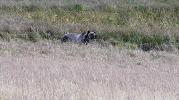 ワイオミング州のイエローストーン国立公園にある天然の溝から食料を探す熊です — ストック動画