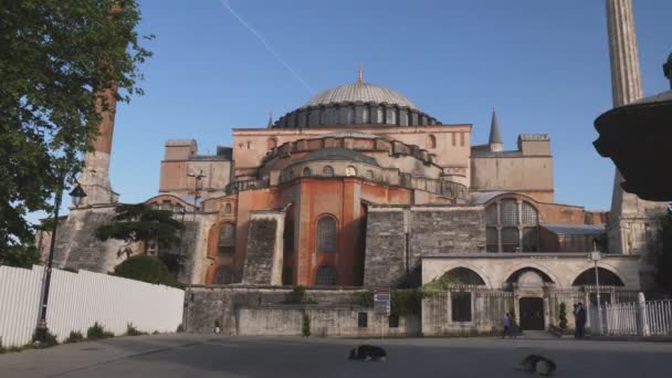 Утренний Снимок Уличных Собак Спящих Возле Мечети Хагия София Истанбуле — стоковое видео