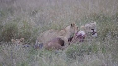 Afrika, Kenya 'daki Masai Mara oyun parkında dişi aslan ve yavrusunun ağır çekim klibi.