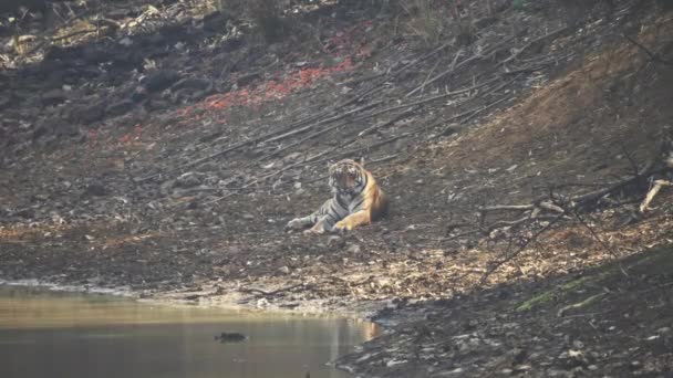 在印度塔多巴的一个水坑附近睡觉的雄性孟加拉虎和海瑞老虎保护区 — 图库视频影像
