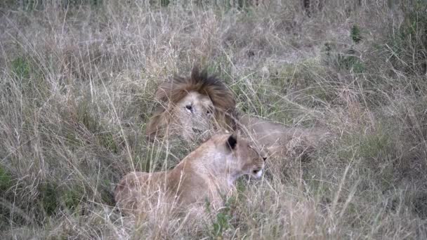 Leão Macho Fêmea Bocejam Juntos Reserva Nacional Masai Mara Kenya — Vídeo de Stock