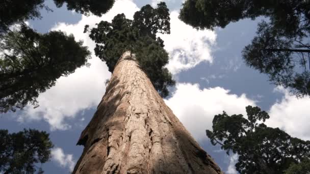 Χαμηλή Γωνία Λήψης Ενός Γιγαντιαίου Κορμού Sequoia Calaveras Μεγάλα Δέντρα — Αρχείο Βίντεο