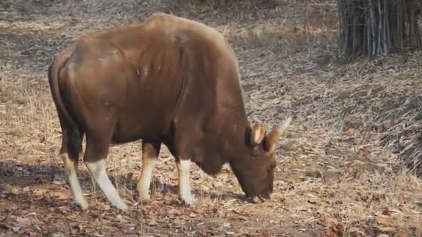 Disparo Matutino Gaur Toro Pastando Reserva Tigre Tadoba Andhari India — Vídeos de Stock