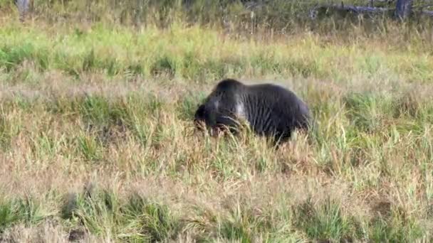 Медведь Гризли Ищет Пищу Йеллоустонском Национальном Парке Вайоминг Сша — стоковое видео