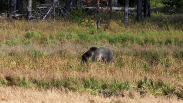 Tracking Shot Cinghiale Orso Grizzly Che Cammina Nel Parco Nazionale — Video Stock