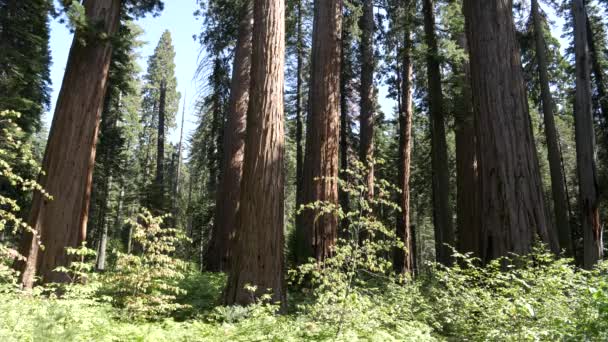 Широкі Кути Деревних Стовбурів Гаї Калаверській Великій Деревині Каліфорнії Уса — стокове відео
