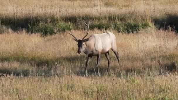 在美国怀俄明州的黄石国家公园里 一只公麋鹿正在接近 — 图库视频影像