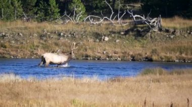 Bir boğa geyiği Yellowstone Ulusal Parkı Madison Nehri 'nde yürüyor.