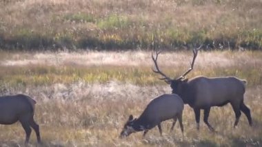 Wyoming, ABD 'deki Yellowstone Ulusal Parkı' nda geyik avına yaklaşırken çekilmiş.