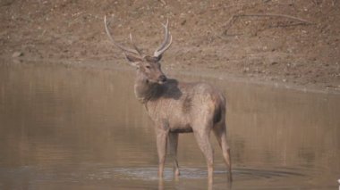 Bir su birikintisinde durup Hindistan 'daki Tadoba Ahdhari Kaplan Koruma Alanındaki kameraya bakan bir sambar videosu.