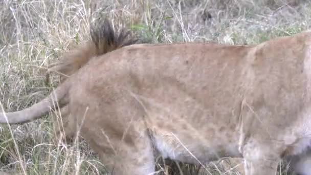 アフリカのケニアにあるマサイ マラ国立保護区でオスライオンの周りを歩く雌ライオンのクローズは交尾を誘発します — ストック動画