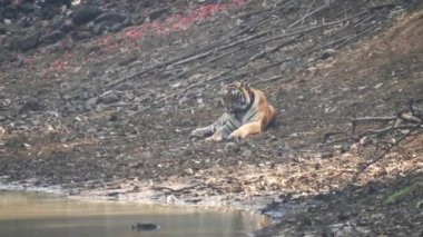 Erkek kaplan sıcak bir günde Hindistan 'da Tadoba ve Kaplan Koruma Alanında bir su birikintisinin yanında dinleniyor.
