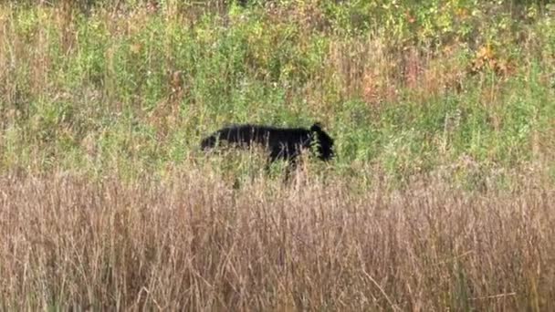ワイオミング州のイエローストーン国立公園でクマの歩行と草の餌を追跡しています — ストック動画