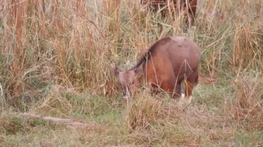 Hindistan 'da Tadoba ve Hari kaplanlarında beslenen genç bir Gaur yavrusu.