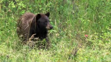 Wyoming, ABD 'deki Yellowstone Ulusal Parkı' nda ağzında asılı duran siyah ayı otuna yakın durun.