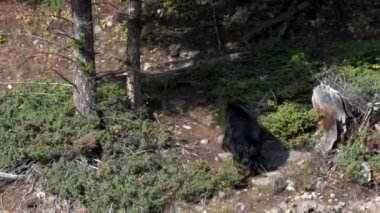 Bir siyah ayı Wyoming, ABD 'deki Yellowstone Ulusal Parkı' nda bir yamaca tırmanıyor.