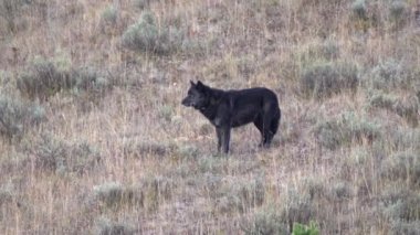 Sabahın erken saatlerinde Yellowstone Ulusal Parkı 'ndaki Hayden Vadisi' ndeki tepede duran alfa siyah erkek kurdun görüntüsü. 1014 Wapati sürüsünün bir üyesi.