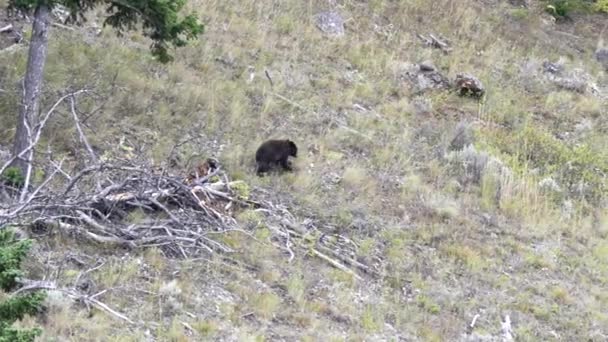 ウイオミング州のイエローストーン国立公園のラマー渓谷の丘を歩く黒いクマの長いショット — ストック動画