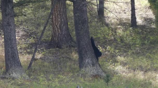 Черный Медведь Чешет Спину Стволе Дерева Йеллоустонском Национальном Парке Вайоминг — стоковое видео