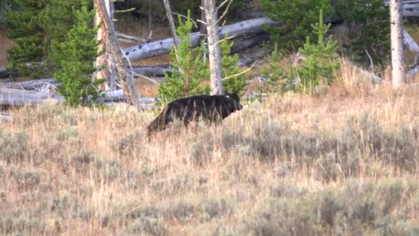 追踪一只孤独的黑狼开始在美国怀俄明州黄石公园的干草谷奔跑的镜头 — 图库视频影像