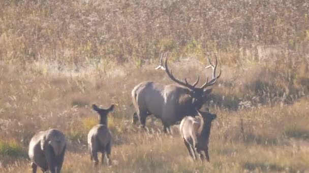 Býk Losi Začne Běhat Útočit Během Závodů Yellowstone National Park — Stock video