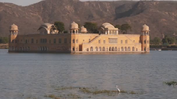 Egret Está Costa Lago Homem Sagar Com Jal Mahal Palácio — Vídeo de Stock