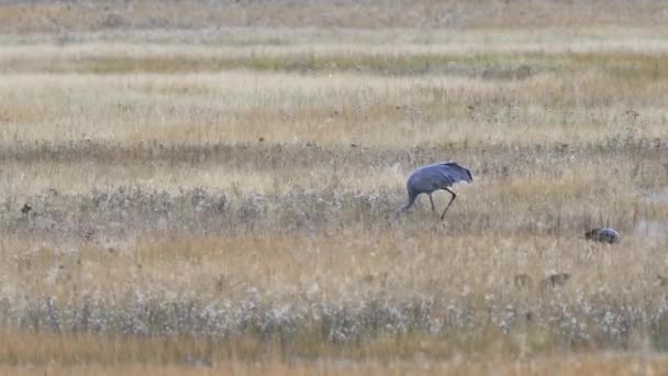 Sandhill Crane Feeds Meadow Firehole River Yellowstone National Park Wyoming — Stock Video