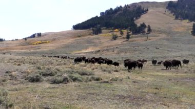 Wyoming 'in Yellowstone Ulusal Parkı' ndaki Lamar Vadisi 'ne doğru yürüyen bir bizon sürüsünün sonbahar çekimi.