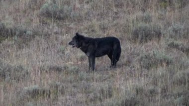Wyoming, ABD 'deki Yellowstone Ulusal Parkı' ndaki Hayden Vadisi 'nde bir siyah kurdun şafak manzarası.