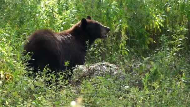 黄色い石の国立公園で熊がカリオンを食べています — ストック動画