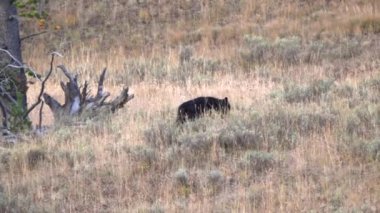 Wapiti Gölü sürüsünün 1014 numaralı alfa erkek kurdunun Wyoming, ABD 'deki Yellowstone Ulusal Parkı' ndaki bir tepeye doğru yürüyüşünü izliyoruz.