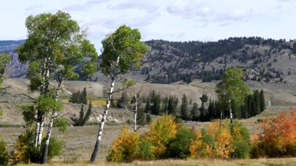 Wyoming Deki Lamar Vadisi Nde Yetişen Ağaçların Üzerine Dökülen Yapraklar — Stok video