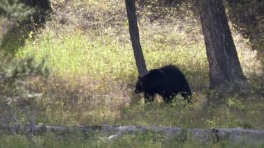 Wyoming, ABD 'deki Yellowstone Ulusal Parkı' nda böğürtlen yiyen bir siyah ayının orta açı çekimi.