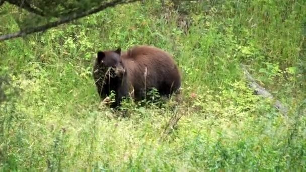黒熊が立ってウイオミング州のイエローストーン国立公園で死んだイタチの遺骨を食べます — ストック動画