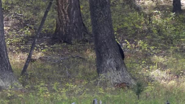 Чорний Ведмідь Натирає Спину Дерево Національному Парку Хеллоустоун Сша — стокове відео