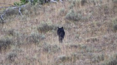 Wapiti Gölü sürüsünün 1014 numaralı alfa erkeği Wyoming, ABD 'deki Yellowstone Ulusal Parkı' nın Hayden Vadisi 'ndeki bir tepeye çıkıyor.