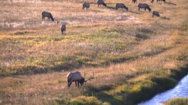 Bir boğa geyiği Wyoming, ABD 'deki Yellowstone Ulusal Parkı' nda inek hareminin önünde otluyor.