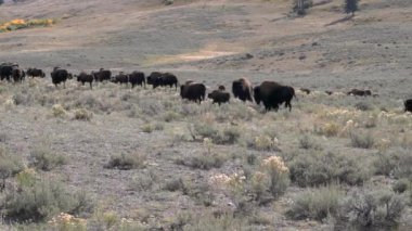 Wyoming, ABD 'deki Yellowstone Ulusal Parkı' ndaki Lamar Vadisi 'nde yürüyen bir bizon sürüsünün orta manzarası.
