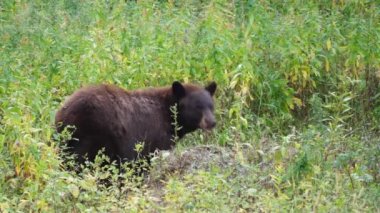 Wyoming, ABD 'deki Yellowstone Ulusal Parkı' nda bir kara ayı leşini yemeye devam ediyor.