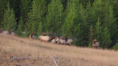 Wyoming 'deki Yellowstone Ulusal Parkı' nda ineklerle kaynayan bir geyik boğasının sonbahar çekimi.