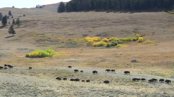 Lange Aufnahme Einer Bisonherde Die Lamar Tal Des Yellowstone Nationalparks — Stockvideo