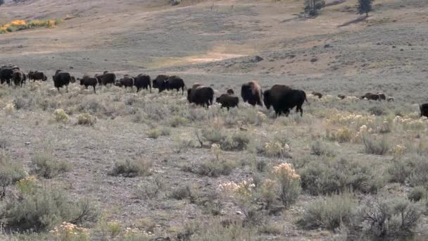 Medelutsikt Över Bisonhjord Vandring Lamadalen Vid Yellowstone Nationalpark Wyoming Usa — Stockvideo