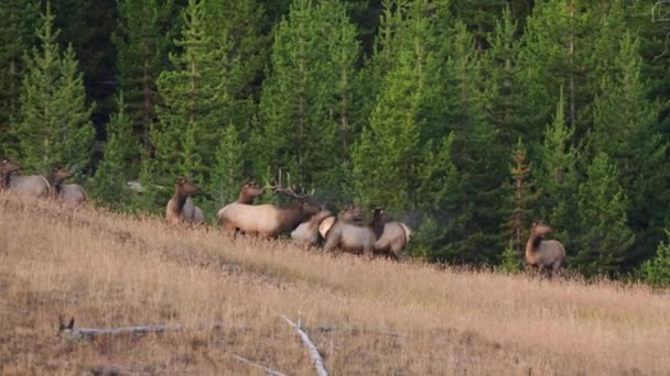 美国怀俄明州怀俄明州的黄石国家公园 一头麋鹿与奶牛在一起 拍下了初秋的照片 — 图库视频影像