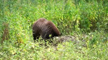 Wyoming, ABD 'deki Yellowstone Ulusal Parkı' ndaki bir çayırda beslenen siyah ayının ön görüntüsü.