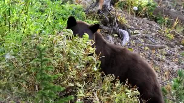 ワイオミング州のイエローストーン国立公園のMtウォッシュバーンのベリーブッシュの後ろの黒いクマ — ストック動画